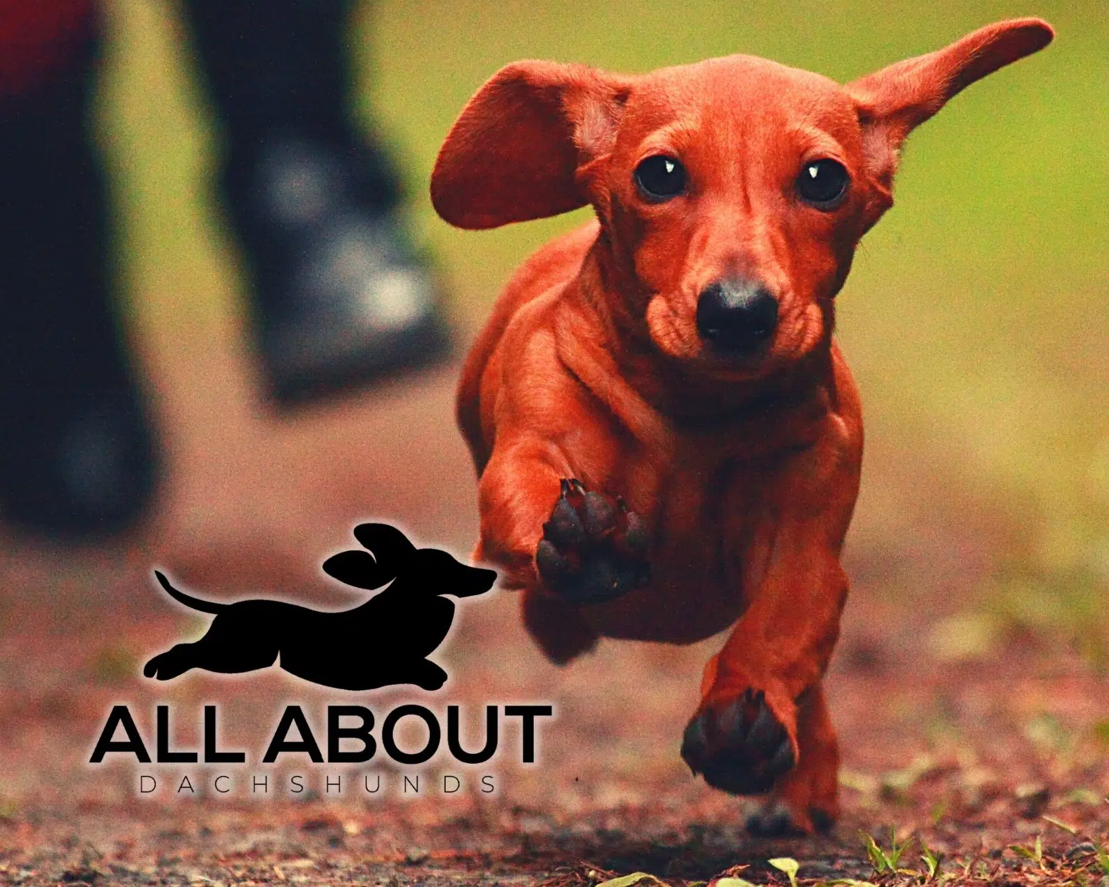 freelance copywriter for dog website All About Dachshunds